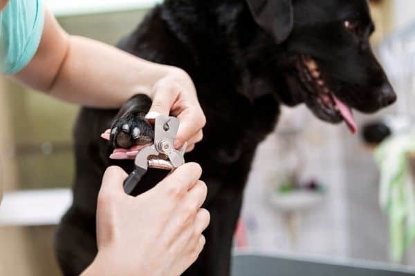 Cutting dog nails with scissor clipper