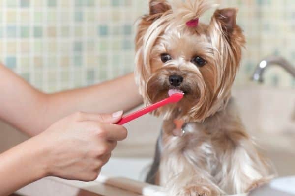 Adorable Yorkie licking toothpaste on toothbrush